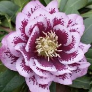 Морозник Helleborus Double Ellen Pink Spotted